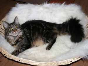 Milli uudessa korissa. :)