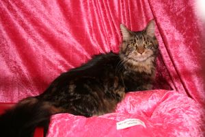 Milli POROK:in n�yttelyiss� 4.7.2009